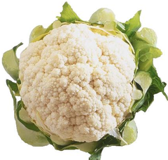 Fresh Head of Cauliflower